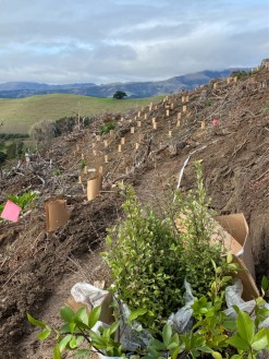 Charlie planting