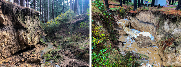 Sustainability Christchurch Adventure Park Stream Remdiation Project 4